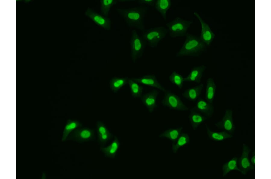 Immunofluorescence - Anti-APE1 Antibody (A13247) - Antibodies.com