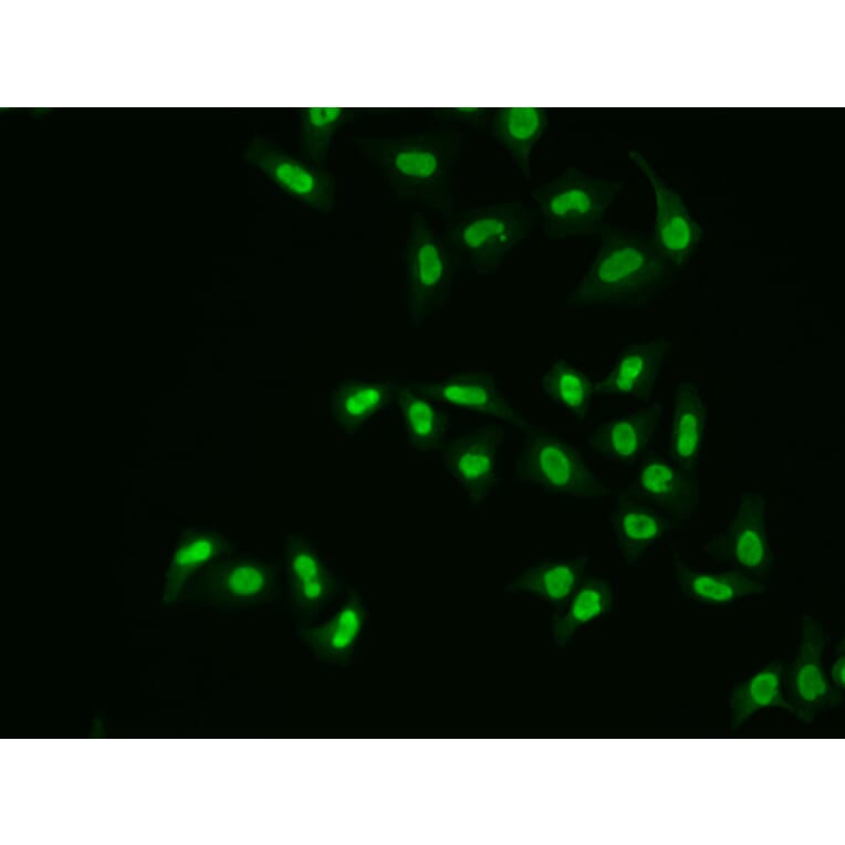 Immunofluorescence - Anti-APE1 Antibody (A13247) - Antibodies.com
