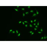 Immunofluorescence - Anti-APE1 Antibody (A13247) - Antibodies.com