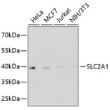 Western Blot - Anti-SLC2A1 Antibody (A11170) - Antibodies.com