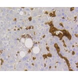 Immunohistochemistry - Anti-SLC2A1 Antibody (A11170) - Antibodies.com