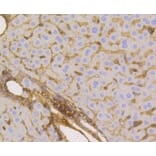 Immunohistochemistry - Anti-SLC2A1 Antibody (A11170) - Antibodies.com
