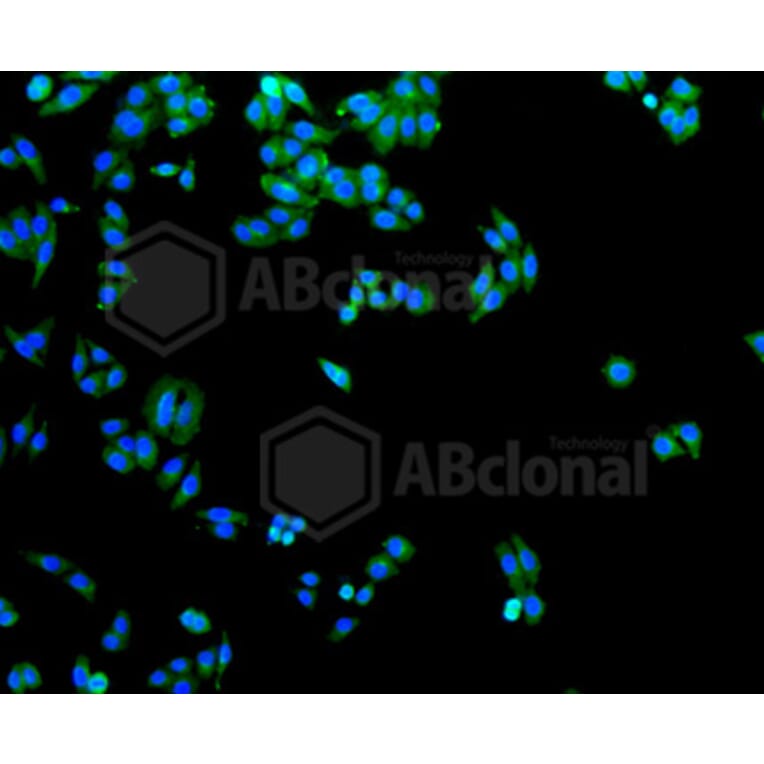 Immunofluorescence - Anti-SLC2A1 Antibody (A11170) - Antibodies.com