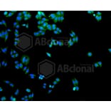 Immunofluorescence - Anti-SLC2A1 Antibody (A11170) - Antibodies.com