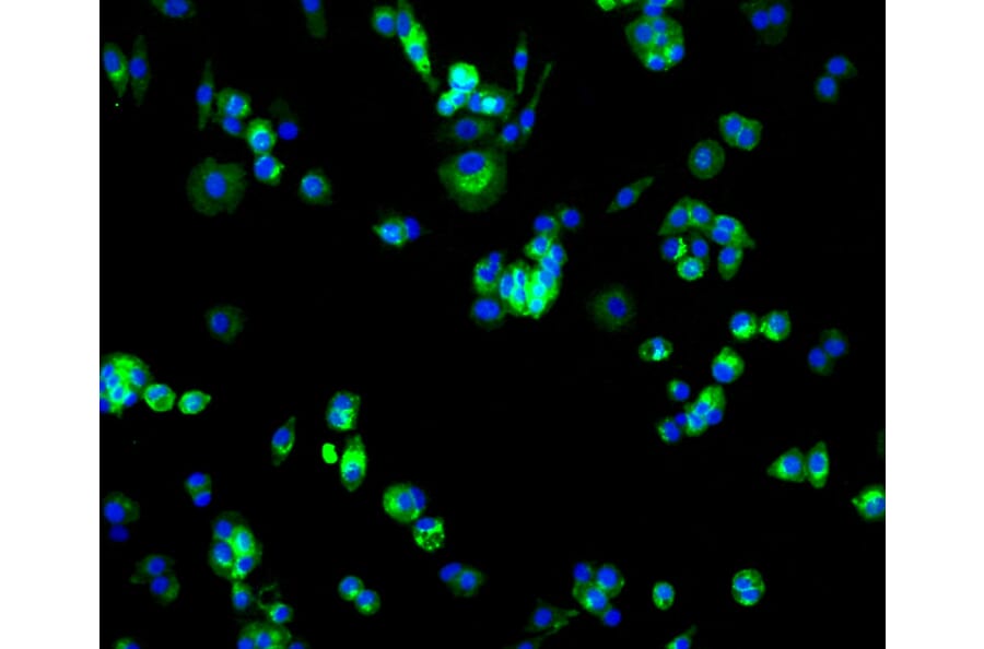 Immunofluorescence - Anti-SLC2A1 Antibody (A11170) - Antibodies.com