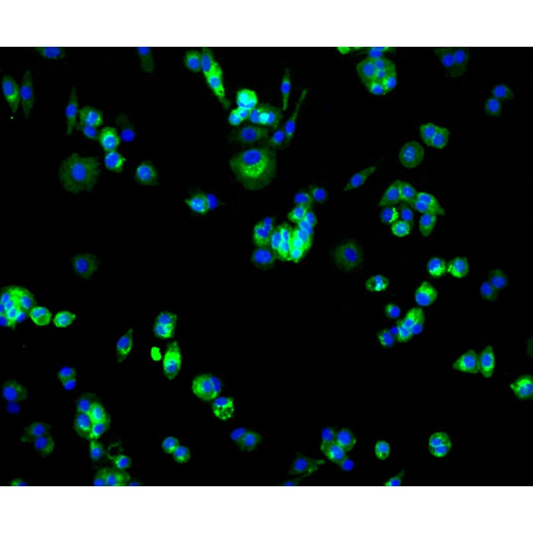 Immunofluorescence - Anti-SLC2A1 Antibody (A11170) - Antibodies.com