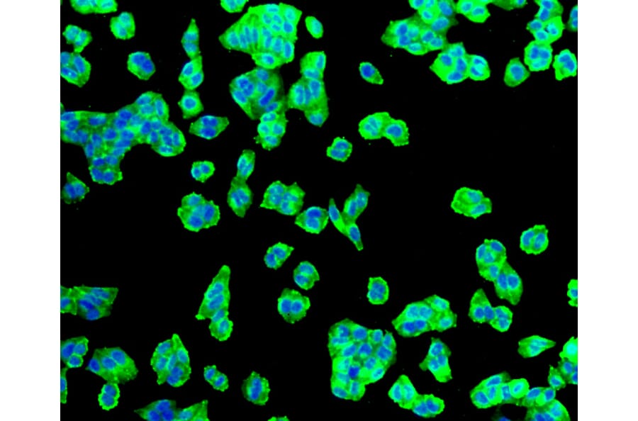 Immunofluorescence - Anti-SLC2A1 Antibody (A11170) - Antibodies.com