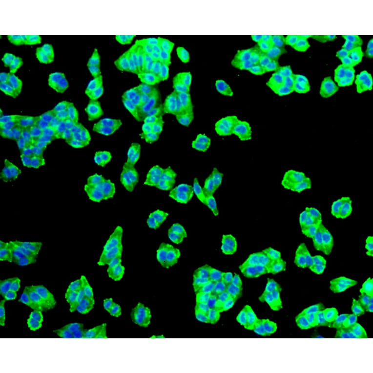 Immunofluorescence - Anti-SLC2A1 Antibody (A11170) - Antibodies.com
