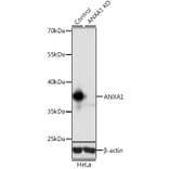 Western Blot - Anti-Annexin A1/ANXA1 Antibody (A13250) - Antibodies.com