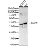 Western Blot - Anti-Annexin A1/ANXA1 Antibody (A13250) - Antibodies.com