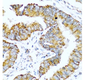Immunohistochemistry - Anti-Glucagon Antibody (A13251) - Antibodies.com
