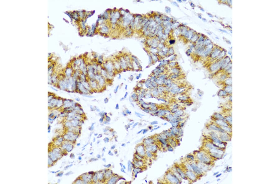 Immunohistochemistry - Anti-Glucagon Antibody (A13251) - Antibodies.com
