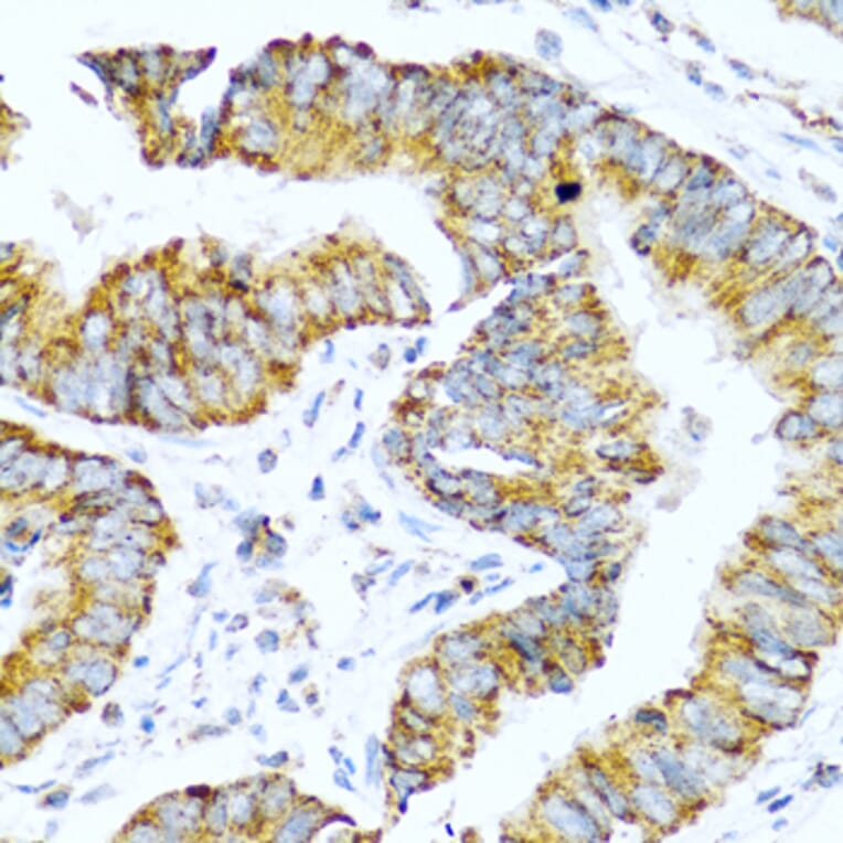 Immunohistochemistry - Anti-Glucagon Antibody (A13251) - Antibodies.com