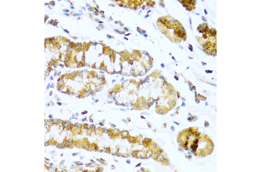 Immunohistochemistry - Anti-Glucagon Antibody (A13251) - Antibodies.com