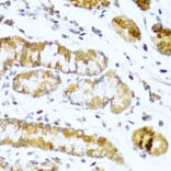 Immunohistochemistry - Anti-Glucagon Antibody (A13251) - Antibodies.com