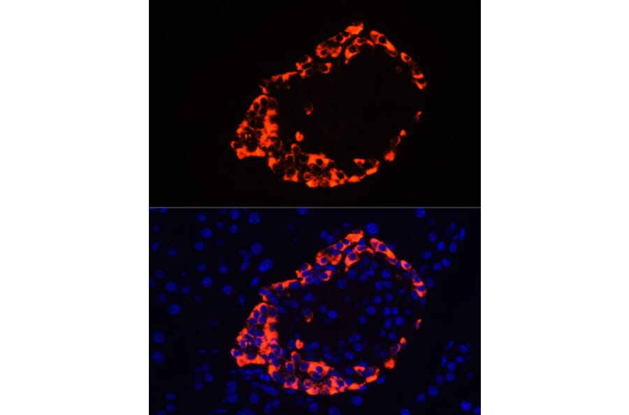 Immunofluorescence - Anti-Glucagon Antibody (A13251) - Antibodies.com