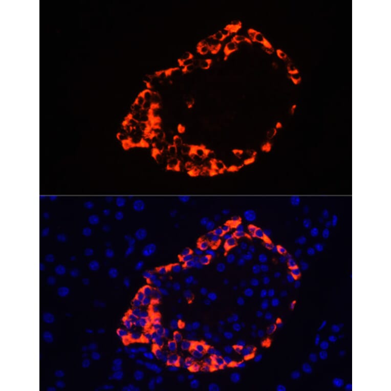 Immunofluorescence - Anti-Glucagon Antibody (A13251) - Antibodies.com