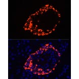 Immunofluorescence - Anti-Glucagon Antibody (A13251) - Antibodies.com