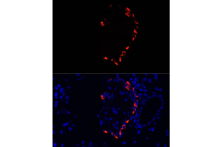 Immunofluorescence - Anti-Glucagon Antibody (A13251) - Antibodies.com