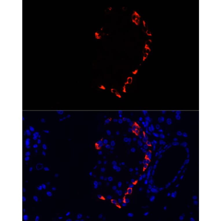 Immunofluorescence - Anti-Glucagon Antibody (A13251) - Antibodies.com