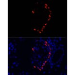 Immunofluorescence - Anti-Glucagon Antibody (A13251) - Antibodies.com