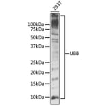 Western Blot - Anti-UBB Antibody (A11227) - Antibodies.com