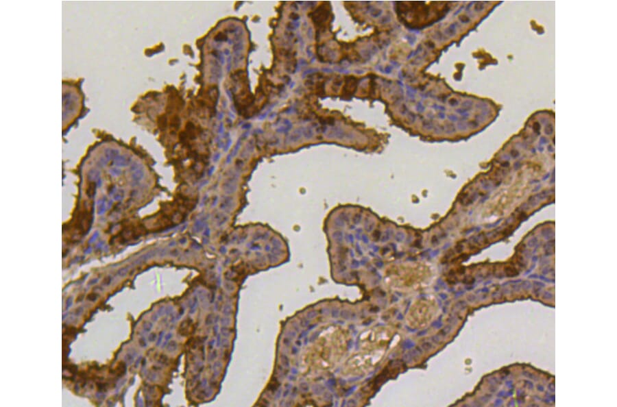 Immunohistochemistry - Anti-UBB Antibody (A11227) - Antibodies.com