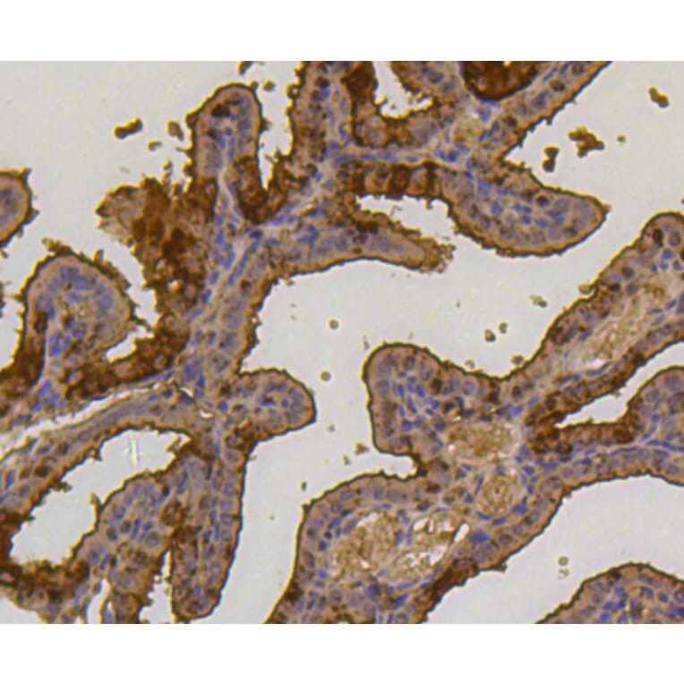 Immunohistochemistry - Anti-UBB Antibody (A11227) - Antibodies.com