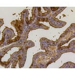 Immunohistochemistry - Anti-UBB Antibody (A11227) - Antibodies.com