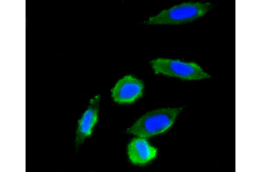 Immunofluorescence - Anti-UBB Antibody (A11227) - Antibodies.com