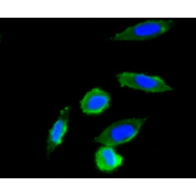 Immunofluorescence - Anti-UBB Antibody (A11227) - Antibodies.com