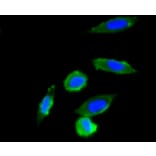 Immunofluorescence - Anti-UBB Antibody (A11227) - Antibodies.com