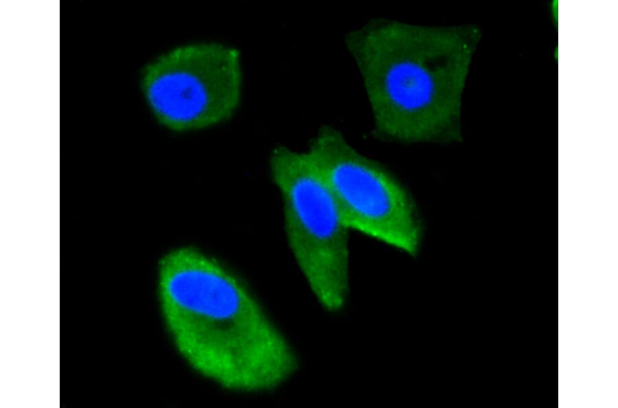 Immunofluorescence - Anti-UBB Antibody (A11227) - Antibodies.com