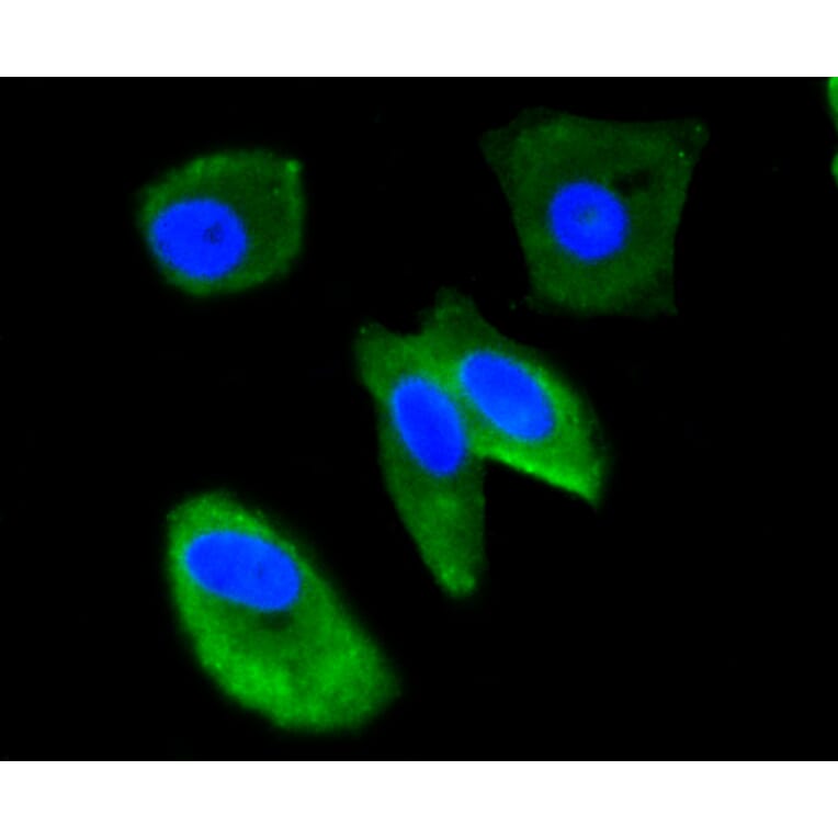 Immunofluorescence - Anti-UBB Antibody (A11227) - Antibodies.com