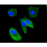 Immunofluorescence - Anti-UBB Antibody (A11227) - Antibodies.com