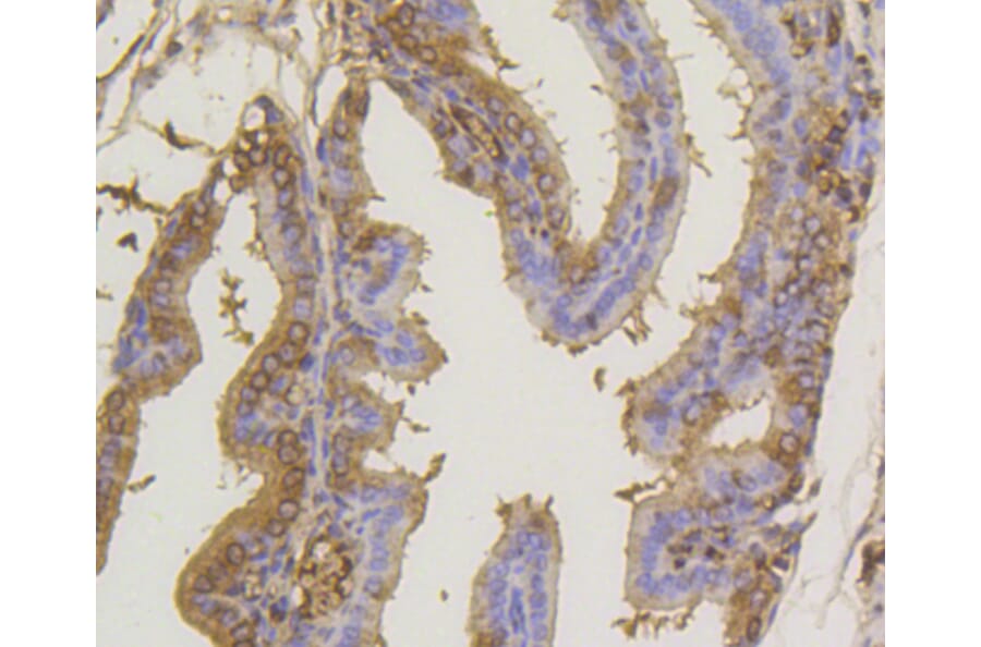 Immunohistochemistry - Anti-SUMO1 Antibody (A11230) - Antibodies.com