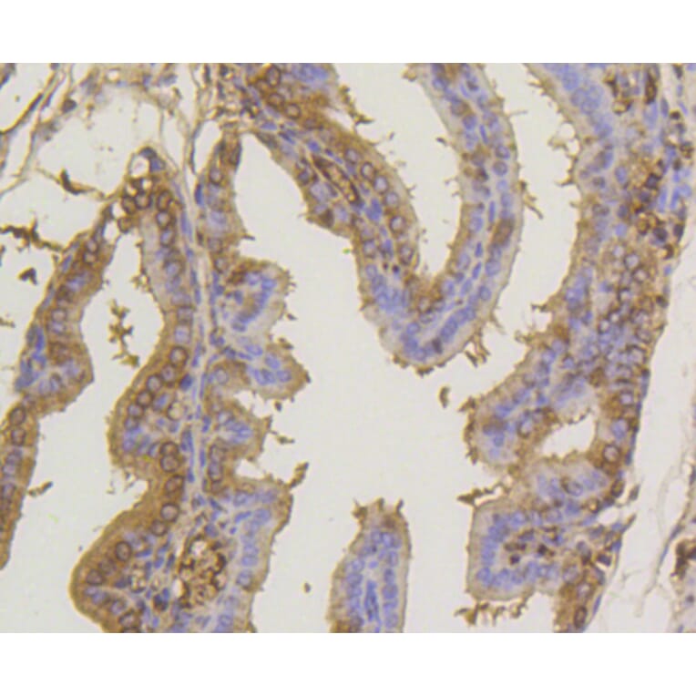 Immunohistochemistry - Anti-SUMO1 Antibody (A11230) - Antibodies.com