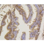 Immunohistochemistry - Anti-SUMO1 Antibody (A11230) - Antibodies.com