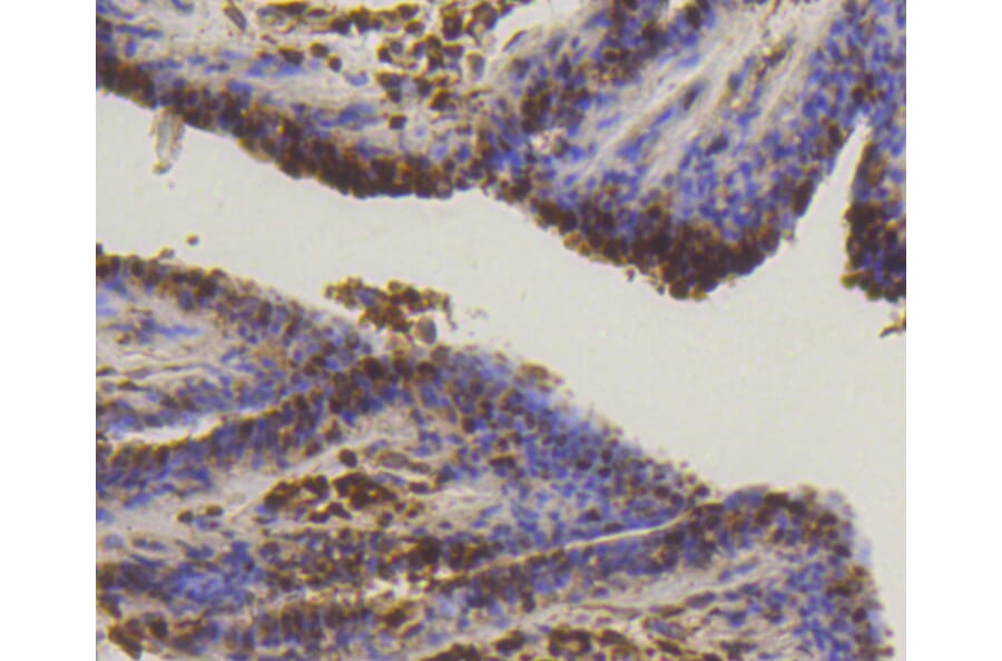 Immunohistochemistry - Anti-SUMO1 Antibody (A11230) - Antibodies.com