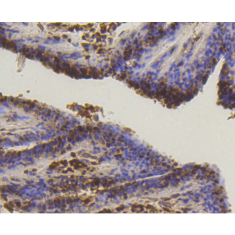 Immunohistochemistry - Anti-SUMO1 Antibody (A11230) - Antibodies.com