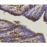 Immunohistochemistry - Anti-SUMO1 Antibody (A11230) - Antibodies.com