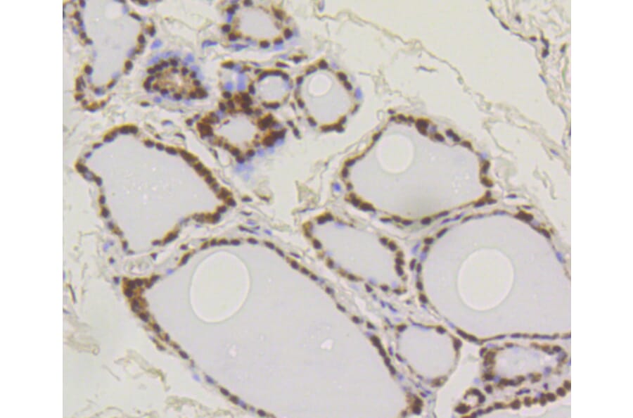 Immunohistochemistry - Anti-SUMO1 Antibody (A11230) - Antibodies.com