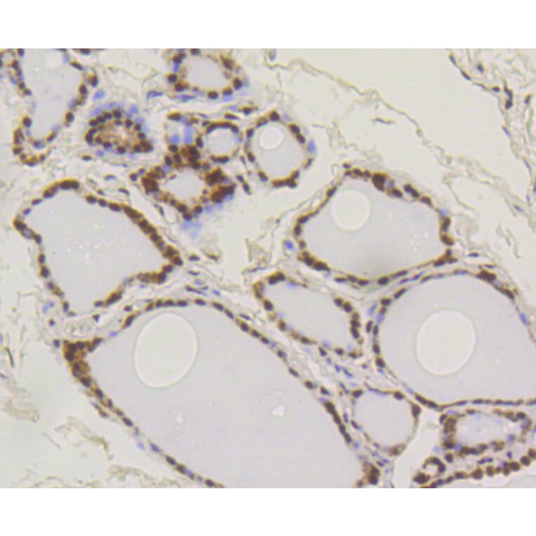 Immunohistochemistry - Anti-SUMO1 Antibody (A11230) - Antibodies.com