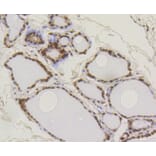 Immunohistochemistry - Anti-SUMO1 Antibody (A11230) - Antibodies.com