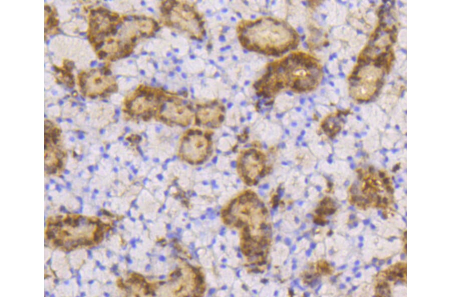 Immunohistochemistry - Anti-SUMO1 Antibody (A11230) - Antibodies.com