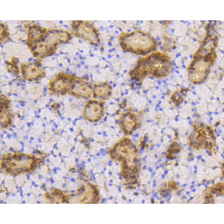 Immunohistochemistry - Anti-SUMO1 Antibody (A11230) - Antibodies.com