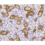 Immunohistochemistry - Anti-SUMO1 Antibody (A11230) - Antibodies.com