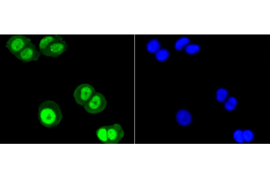 Immunofluorescence - Anti-SUMO1 Antibody (A11230) - Antibodies.com