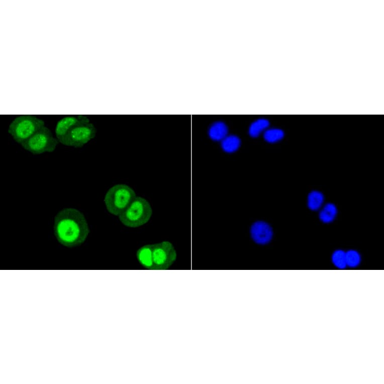 Immunofluorescence - Anti-SUMO1 Antibody (A11230) - Antibodies.com