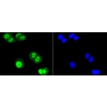 Immunofluorescence - Anti-SUMO1 Antibody (A11230) - Antibodies.com